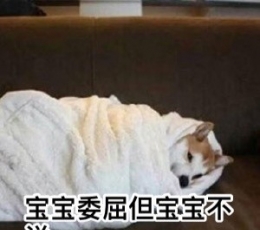 表情狗单身大全_单身狗单身合集_表情狗怎样把人写的搞笑图片图片