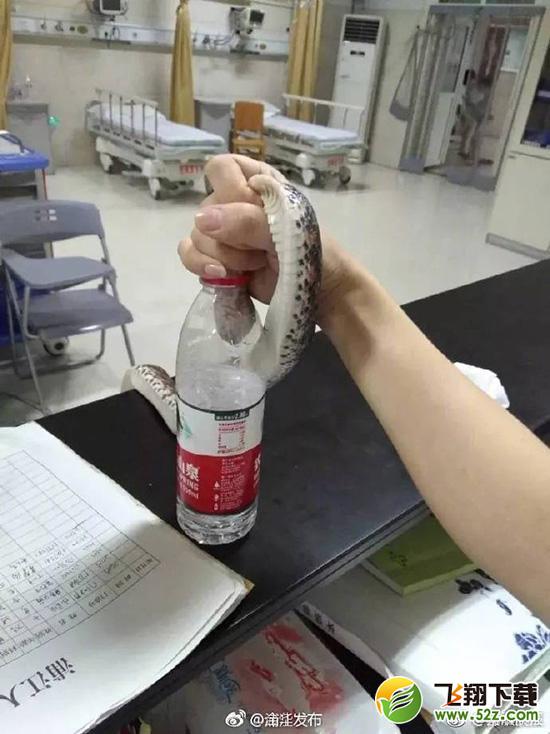 抓活蛇看急诊是怎么回事 为什么要抓活蛇看急诊_52z.com 抓活蛇看急诊是怎么回事 为什么要抓活蛇看急诊_52z.com