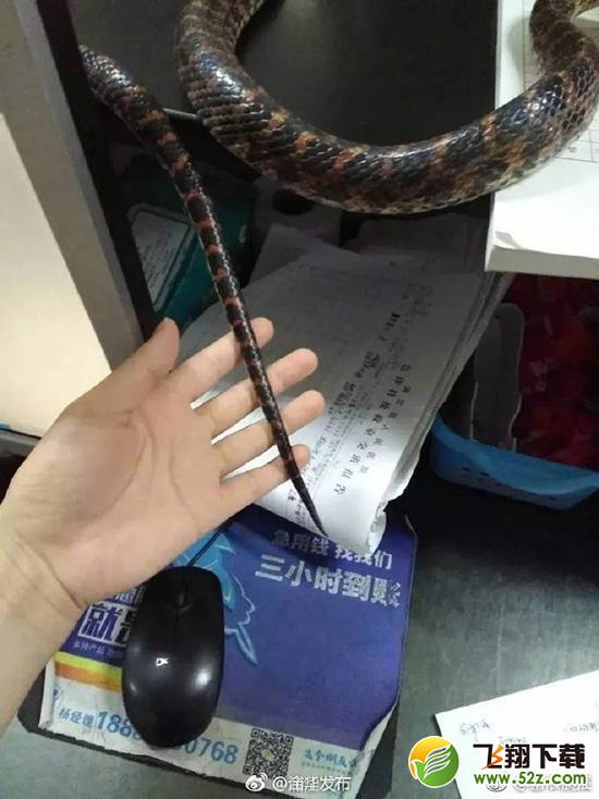 抓活蛇看急诊是怎么回事 为什么要抓活蛇看急诊_52z.com 抓活蛇看急诊是怎么回事 为什么要抓活蛇看急诊_52z.com