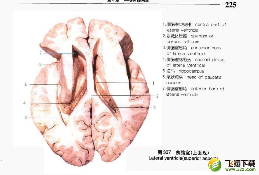 《实用人体解剖彩色图谱》PDF电子书_52z.com