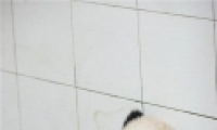Сè ȵ