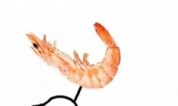 Ϧɰɳͷһ 2019Ϧͷֶ
