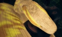 棺µͰսý