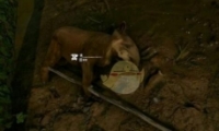 ɫʳЧһ