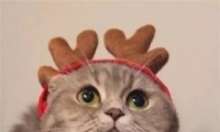 ʥȳͷһһ ʥͷɰС