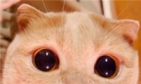 ȸָԳèͷ ȿɰèͷѡ