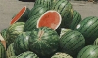 ΢򵥺 ʺϰְ