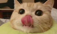ЦƤǳŮ ɰɳ