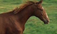 ʲô ʲô˼