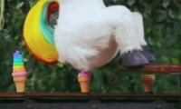 ɫ