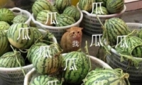 ϴ⪡ʲô