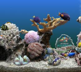 Marine Aquarium(梦幻热带鱼水族箱3D屏保) V3.3.6041 中文特别版