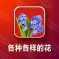 各种各样的花 V1.1.0 安卓版