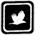 夜行乌鸦（Crow） V1.0 安卓版