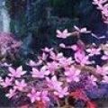 情侣武侠 V1.0 安卓版