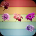 五花连朵 V1.0.8 安卓版
