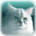 我的猫咪 V1.4.0 安卓版