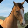 我的马(My Horse) V1.14.1 安卓版