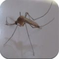高频驱蚊 Mosquito V1.0.0.0