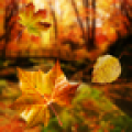 美丽秋天动态壁纸 Autumn Live Wallpaper V1.05