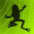 青蛙捕虫 Ancient Frog V1.0