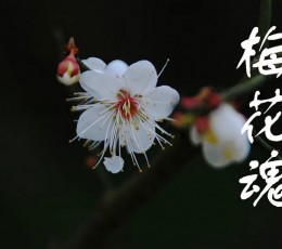 《梅花魂》PPT课件