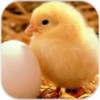 小鸡天天向上 V1.0 安卓版