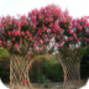 湖南花卉苗木 V1.3 安卓版