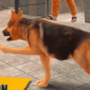 越狱警犬 V1.11 安卓版
