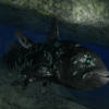 腔棘鱼VR V1.0 电脑版