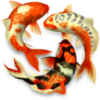 Koi Pond 3D for mac V1.2.0 