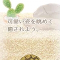 治愈的龟养成游戏 V1.0 安卓版