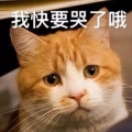 人民的猫奴表情包 最新版