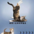 做广播体操的小猫咪 V1.2.4 安卓版
