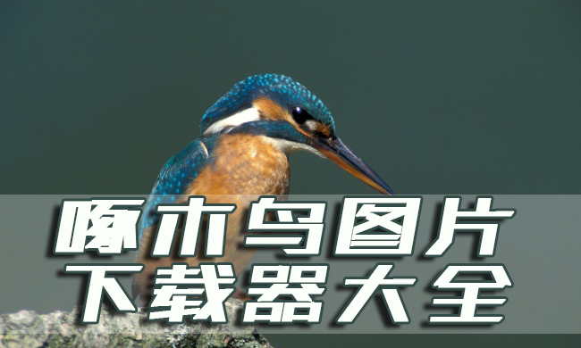 啄木鸟图片下载器
