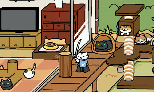 猫咪后院