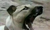 Ӱʲô