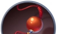 սƽɺԽ