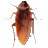 Cockroach on Desktop V1.1 英文绿色免费版