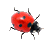 Ladybug On Desktop V1.0 汉化绿色免费版