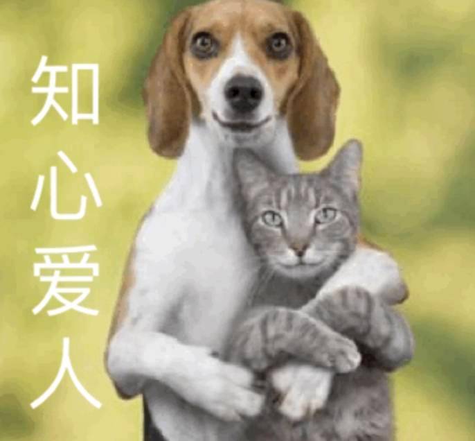 知心爱人猫狗搞笑表情包 V1.0 