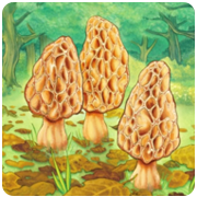 羊肚菌 V1.00.01 安卓版