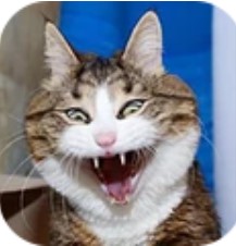 寻找隐藏猫咪 V1.0 安卓版