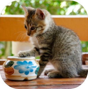 拼图猫 V1.0 苹果版