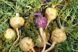 玛咖(MACA)主要功能及作用