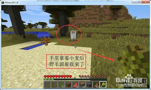 我的世界怎么养动物