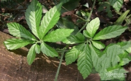 绞股蓝茶的功效与作用
