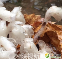 死亡之花是什么花