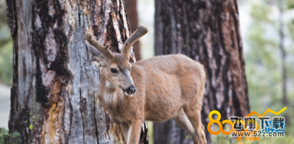 阴阳师小鹿男现世线索是什么 小鹿男现世信物图片分享