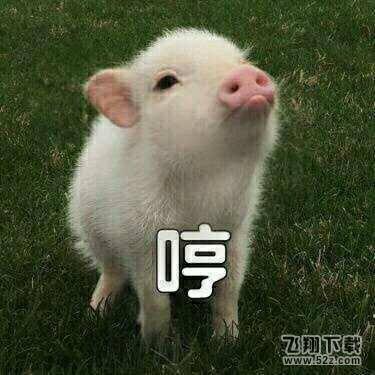 猪猪女孩和猪精女孩到底什么意思？猪精女孩是什么梗？